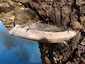 Parázstapló (Phellinus igniarius), Miskolctapolca